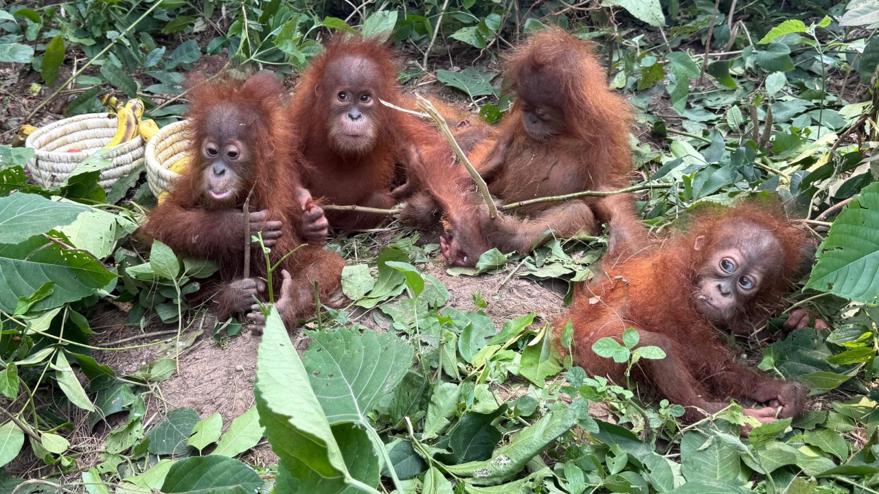 Discovery of baby orangutans in India exposes booming illegal pet trade