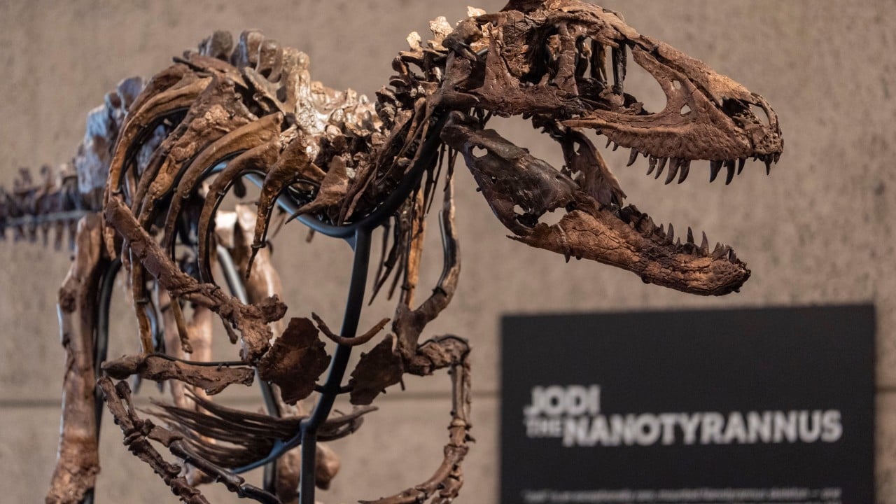 Dino skeleton that looks like mini T. rex sells for a giant US$47 million