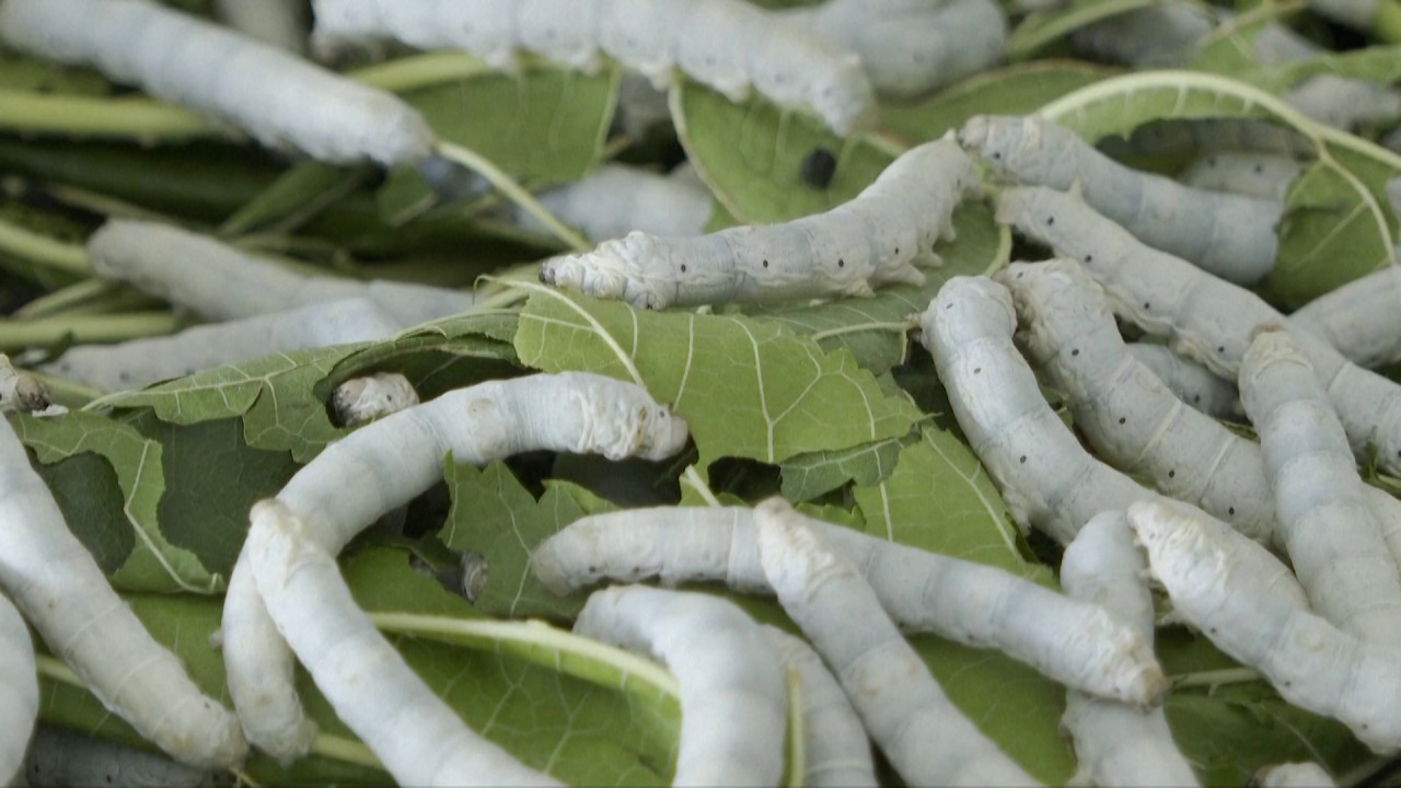 How Chinese scientists are unravelling the secrets of the silkworm – one gene at a time