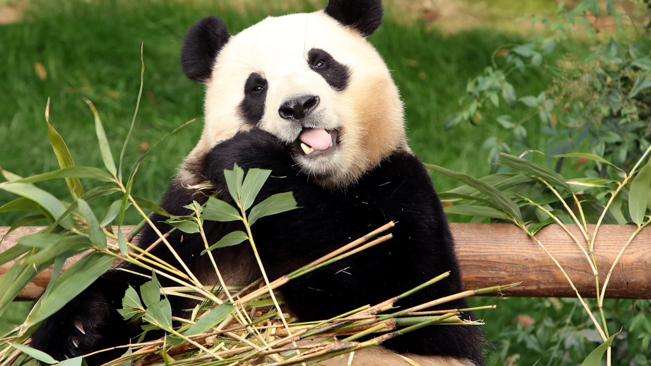 China-US relations: giant panda pair to take up residence in San Diego