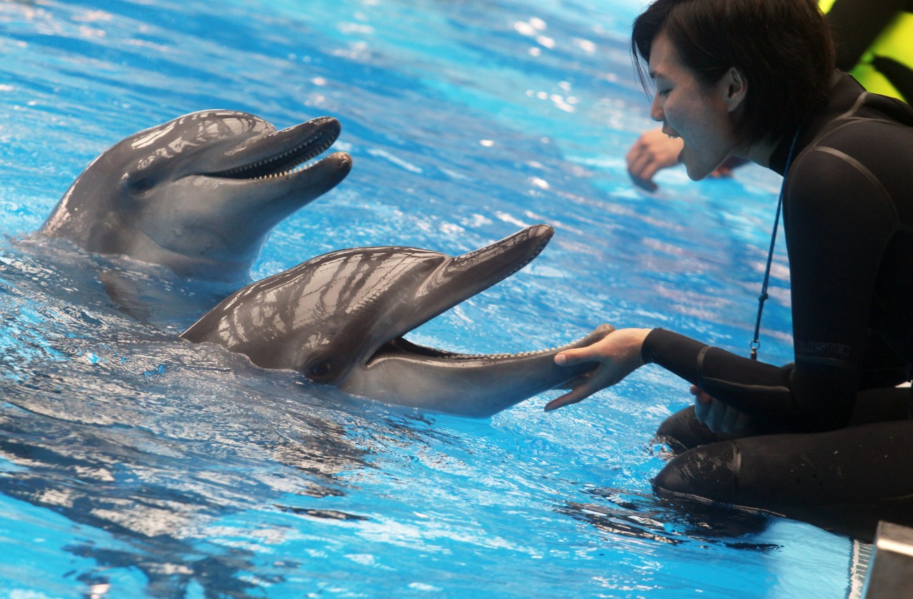Ocean Park urged to disclose dolphin deaths after 'attempted suicide' video | South China Morning Post