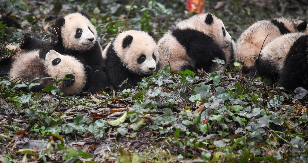 look at images of pandas