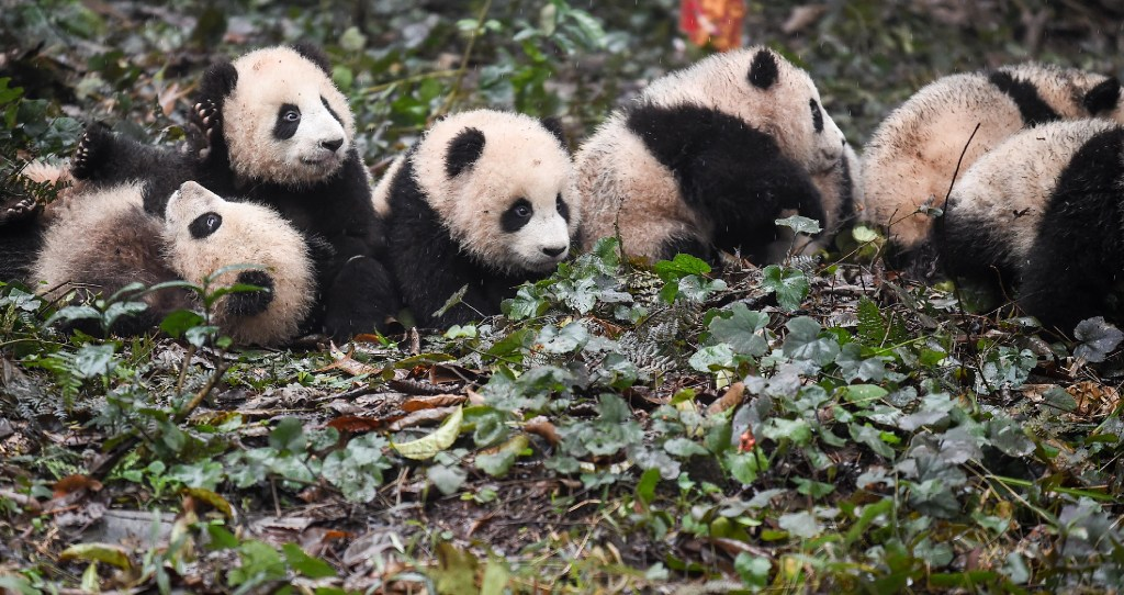 Look all the same to me. (Picture: Xue Yubin/Xinhua)