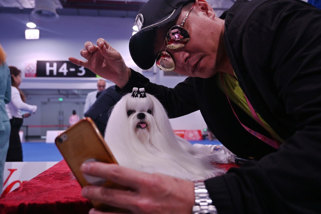 A man takes a selfie with a Maltese dog during the 2019 Shanghai World Dog Show. (Picture: Hector Retamal/AFP)