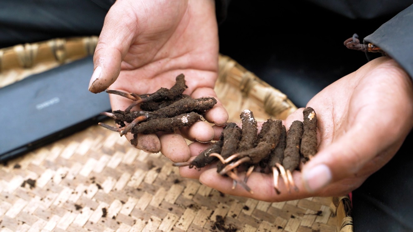 Cordyceps Season Inside The Hunt For The World S Most Expensive Fungus Goldthread Himalayan viagra the world most expensive fungus yarsagumba cordycep sinensis यार्सागुम्बा. cordyceps season inside the hunt for