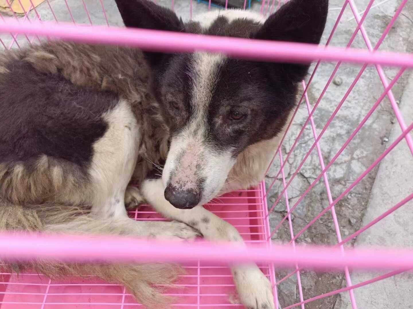 Are Dogs Allowed In China are-dogs-allowed-in-china