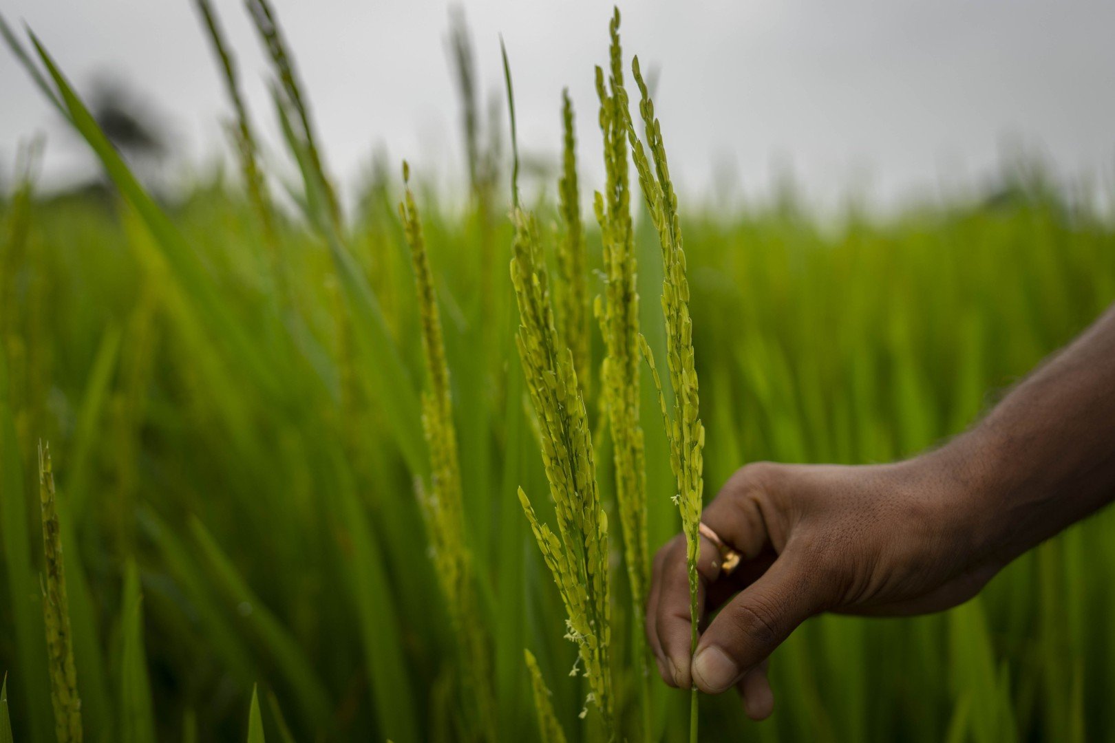 Rice, rice, maybe: India has already restricted exports of wheat and sugar, and analysts worry the staple food could be next | South China Morning Post