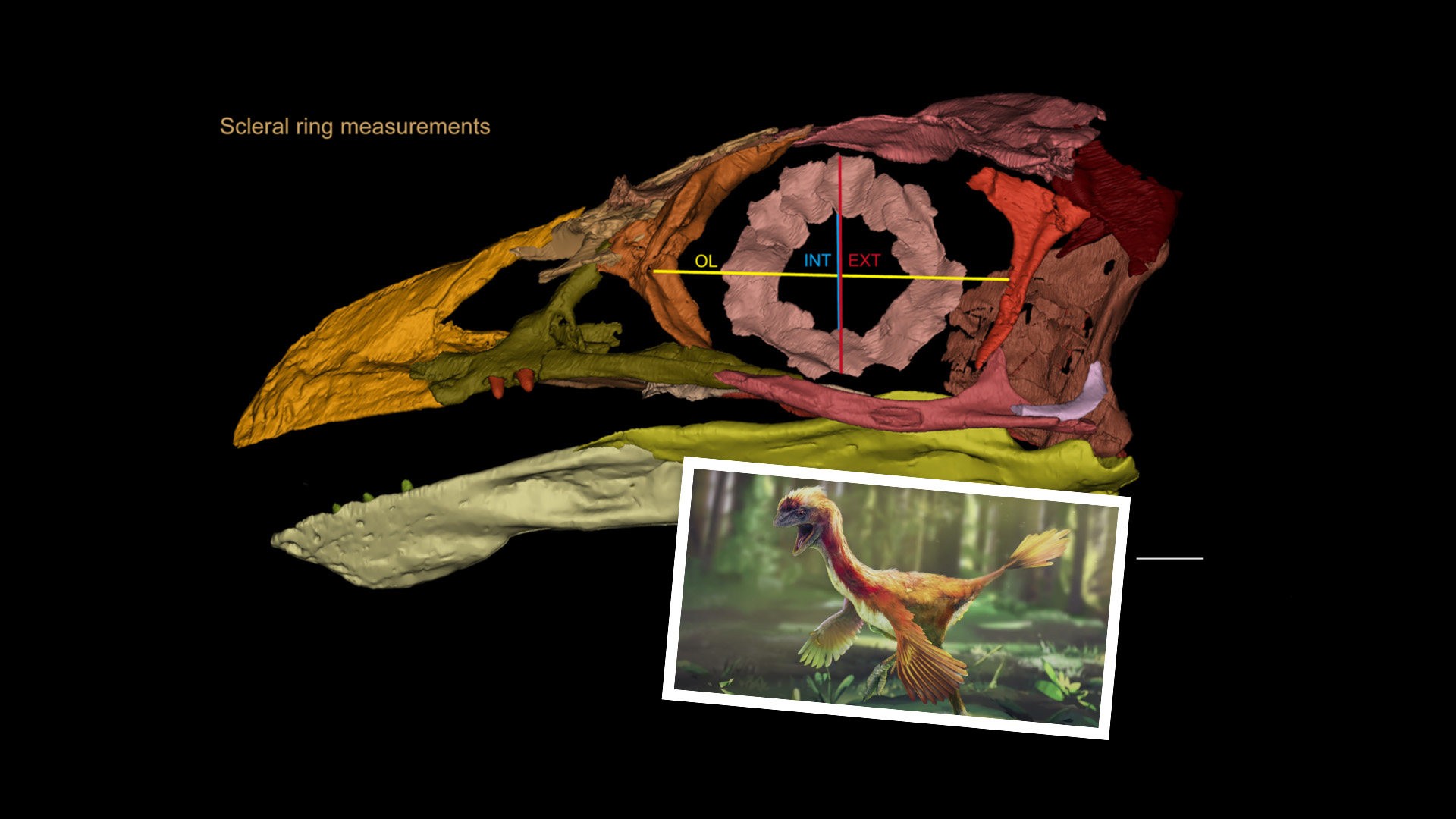 When dinosaurs became birds: studies of prehistoric Chinese fossils paint a  picture of transition moment in evolutionary change | South China Morning  Post