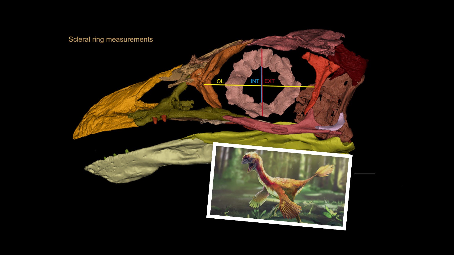 When dinosaurs became birds: studies of prehistoric Chinese fossils paint a picture of transition moment in evolutionary change | South China Morning Post When dinosaurs became birds: studies of prehistoric Chinese fossils paint a picture of transition moment in evolutionary change | South China Morning Post