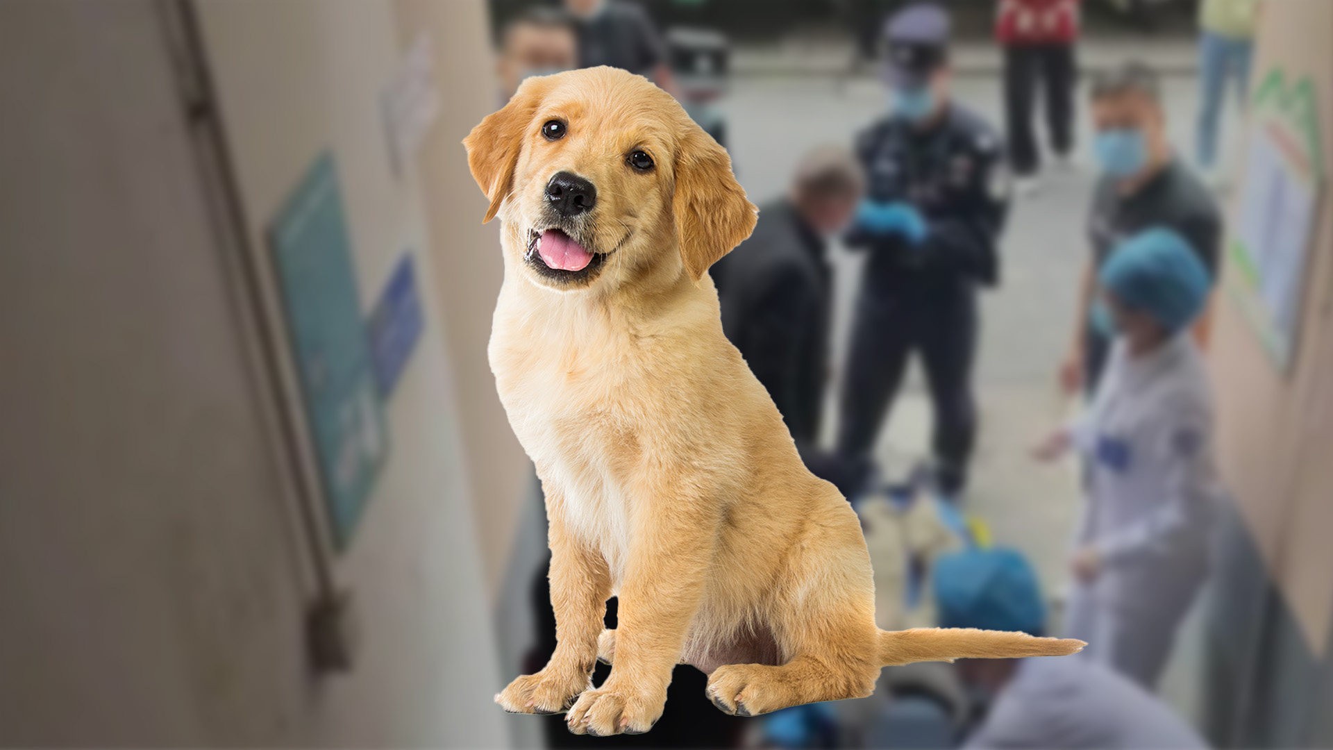 How Do Golden Retrievers Usually Die