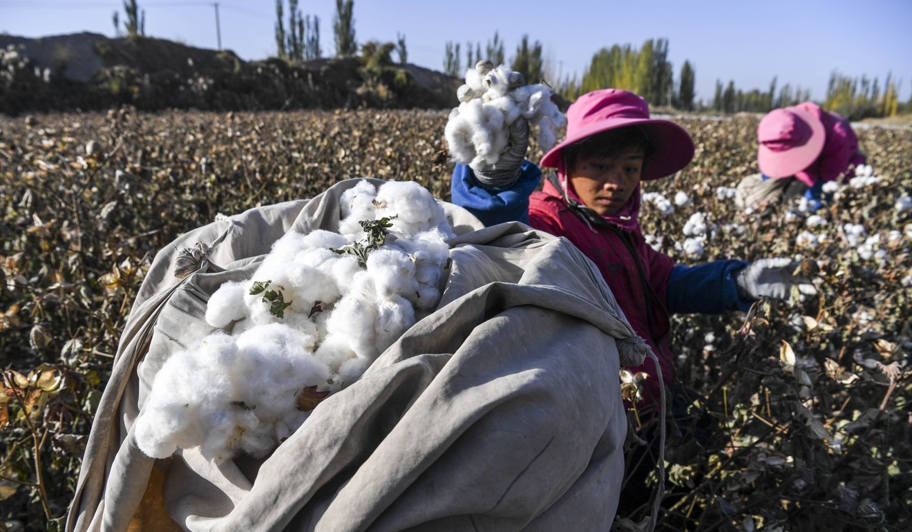 Image result for cotton in Xianjang