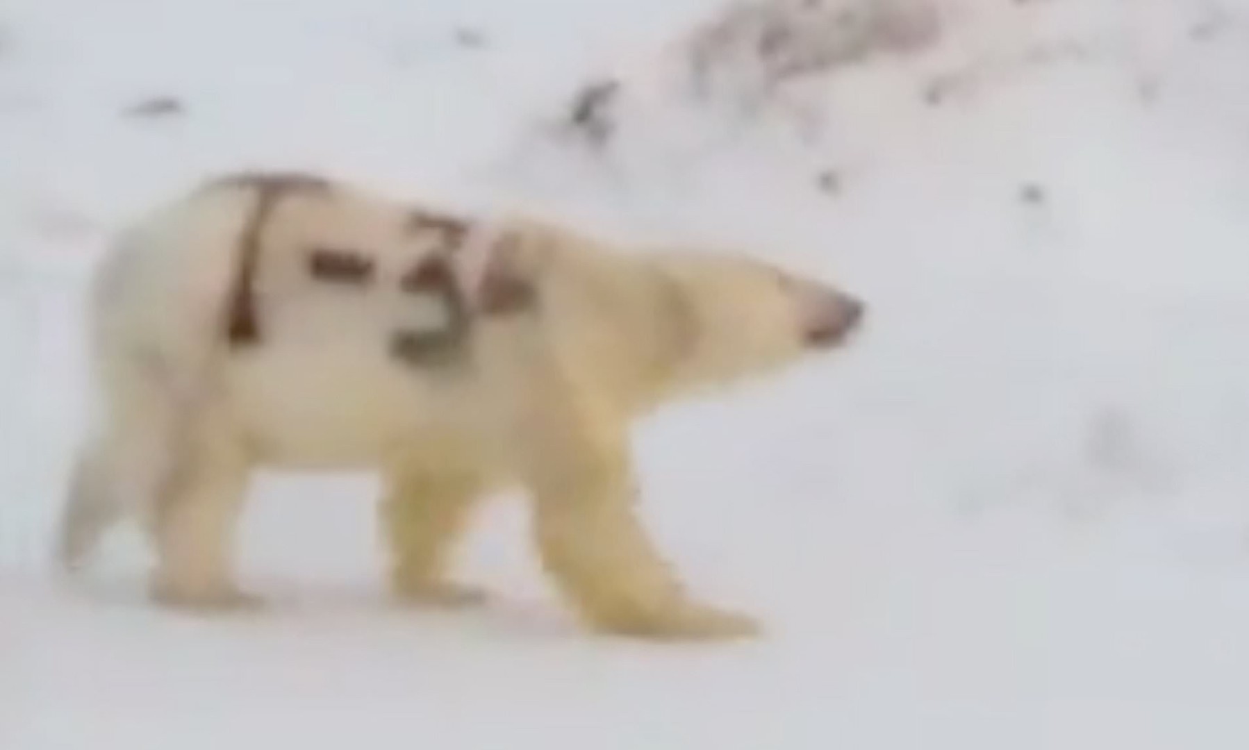 Russian Mystery Of The T 34 Polar Bear Spray Painted With Name Of Soviet Era Tank South China Morning Post
