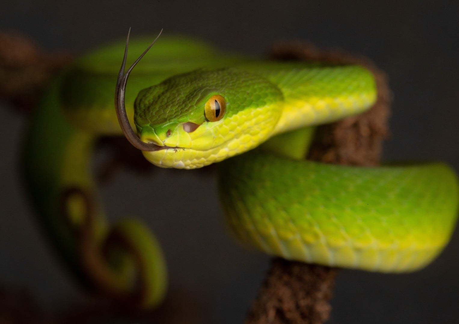 Green Mamba Snake Bite