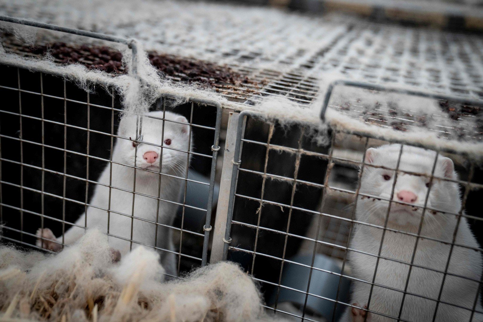 Coronavirus Culled Mink Rise From Graves In Denmark After Botched Mass Burial South China Morning Post