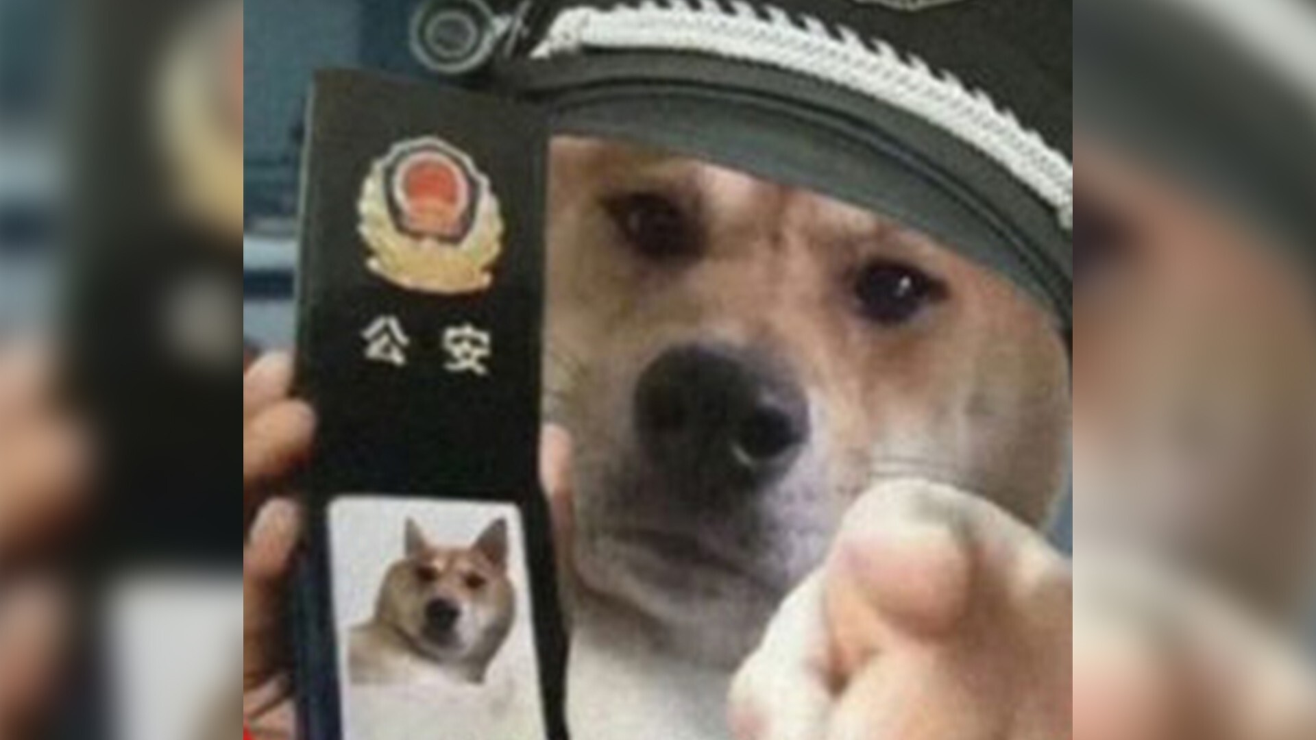 Coronavirus: Man Detained After Posting Meme Of Dog Wearing Police Hat To  Protest Against Covid-19 Restrictions | South China Morning Post