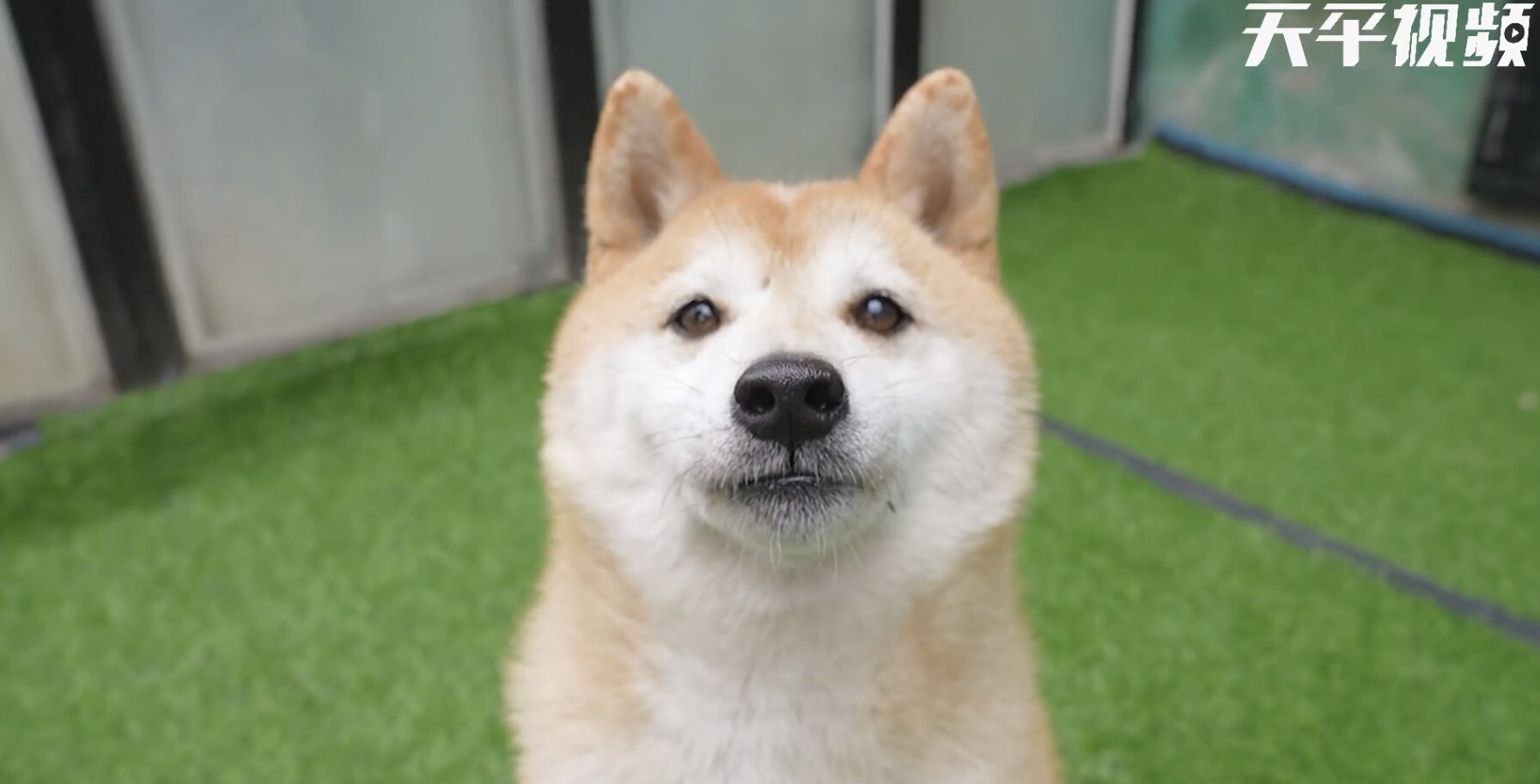 Where Can You Buy Shiba Inu In The Us - Buy & Sale