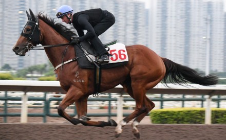 Zac Purton partners Lucky With You on Sha Tin’s all-weather track ahead of the sprinter’s return. Photos: Kenneth Chan