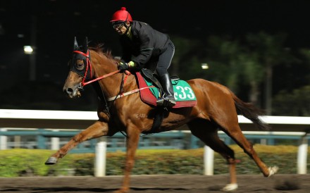Group Two UAE 2,000 Guineas (1,600m) runner-up Nordic Star gallops at Sha Tin ahead of his Hong Kong debut on Sunday. Photo: Kenneth Chan