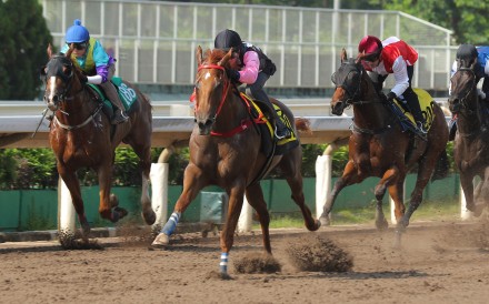 Beauty Destiny (black and pink colours) swishes his tail during his Sha Tin barrier trial (1,050m) win under Zac Purton on May 30. Photo: Kenneth Chan