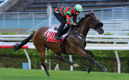 Russian Emperor trials under Hugh Bowman at Sha Tin on Tuesday morning. Photo: Kenneth Chan