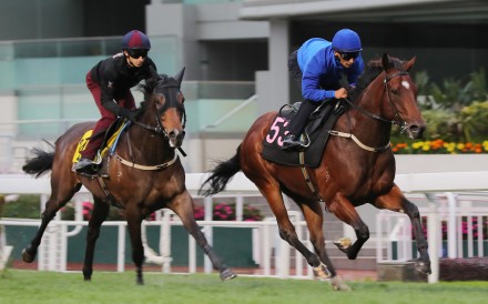 Star Mac (right) gallops on the turf at Sha Tin ahead of the Hong Kong Derby. Photos: Kenneth Chan