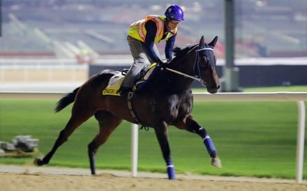 Straight Arron gallops at Meydan on Wednesday morning. Photos: Kenneth Chan