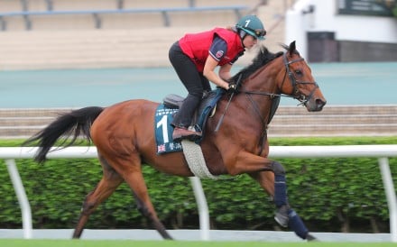 Dubai Honour gallops on the turf track at Sha Tin on Wednesday morning. Photo: Kenneth Chan