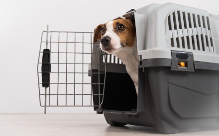 Officials say restrictions for the transportation of animals into Hong Kong may be loosened in the near future. Photo: Shutterstock