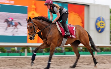 Believing gallops at Sha Tin ahead of April’s Group One Chairman’s Sprint Prize (1,200m). Photo: Kenneth Chan