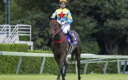 Victor The Winner before the start of the Sprinters Stakes at Nakayama racecourse with Joao Moreira on board. Photos: HKJC