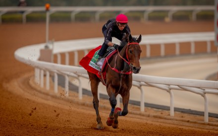 James McDonald puts Romantic Warrior through his paces on the dirt at King Abdulaziz Racecourse ahead of this weekend’s Saudi Cup. Photo: Alex Evers/HKJC