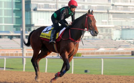 Romantic Warrior works at Meydan on Tuesday morning. Photos: Kenneth Chan