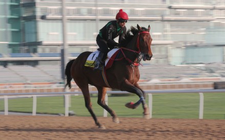 Romantic Warrior works at Meydan on Friday morning. Photos: Kenneth Chan