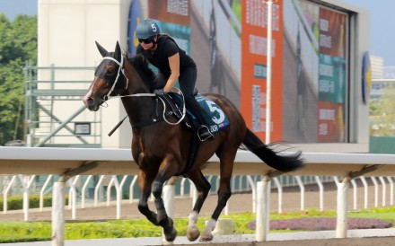El Vencedor gallops on the all-weather track at Sha Tin. Photos: Kenneth Chan