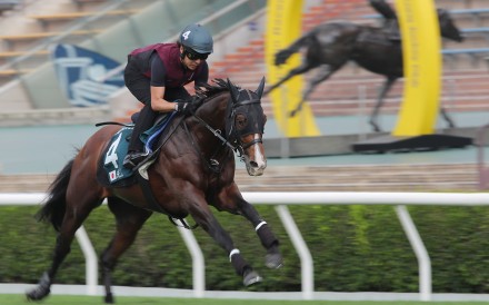 Japanese raider Prognosis gallops at Sha Tin ahead of the Group One QE II Cup (2,000m). Photos: Kenneth Chan