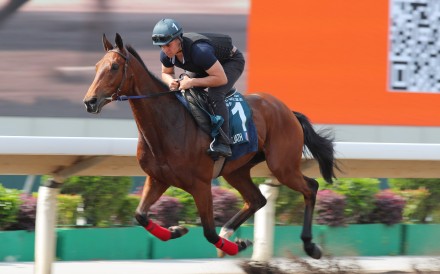 Goliath gallops on the Sha Tin all-weather track on Thursday. Photo: Kenneth Chan