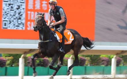Star international attraction Mr Brightside gallops at Sha Tin this week. Photo: Kenneth Chan