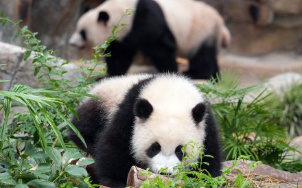 A minister has said the debut of the park’s new pandas has been “well received by both locals and visitors”. Photo: Eugene Lee