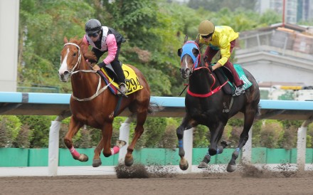 Lucky Sweynesse (right) finishes second to Beauty Waves in a dirt trial last week. Photos: Kenneth Chan