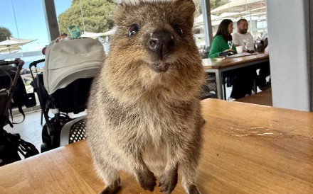 A quokka smiles for the camera on Rottnest Island off Australia’s west coast. Learn more about the island’s cutest residents and how to be a responsible tourist. Photo: Carola Frentzen/dpa