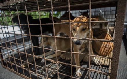 Dogs in a cage at a slaughterhouse in Tomohon, North Sulawesi, Indonesia in 2023. Photo: AP