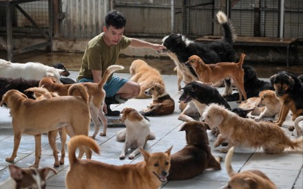 A worker feeds rescued stray dogs at a shelter in Jakarta. Photo: AFP