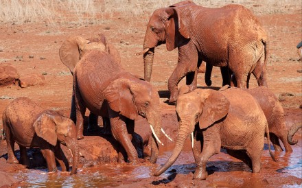 Elephants, despite their massive size and long lifespans, have evolved powerful cancer defences in the form of 19 extra copies of the tumour-suppressor gene TP53. Photo: AFP