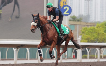 Giavellotto gallops on the Sha Tin dirt on Wednesday morning. Photos: Kenneth Chan