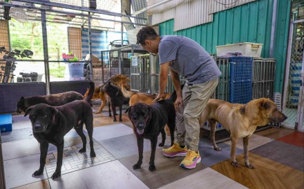 Animal rescuers warn that illegal trapping and pet smuggling are becoming alarmingly common in Hong Kong, with an average of two animals saved daily. Photo: Edmond So