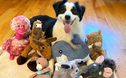 A dog named Mugsy in Massachusetts has learned the names of many of her toys. Photo: Francine Hannan/Shany Dror via AP