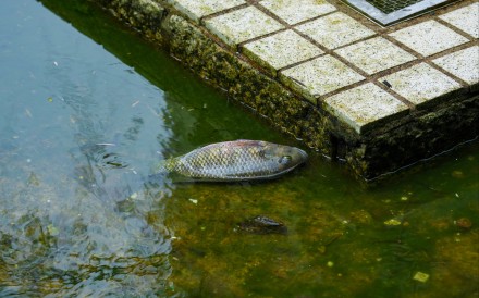 A dead fish is seen at a pond at King Lam Estate in Tseung Kwan O on January 27. Photo: Jelly Tse