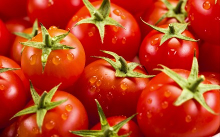 China produces more than a third of the world’s tomatoes. Photo: Shutterstock
