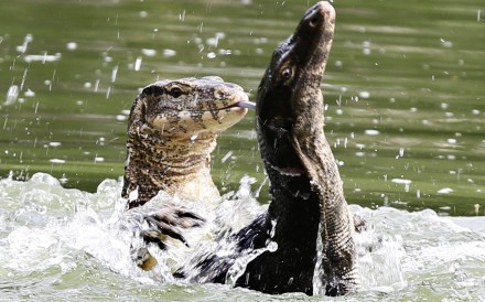 Monitor lizards are often drawn to the water, where they search for food, cool off or find shelter. In places like Thailand’s capital Bangkok, these impressive reptiles thrive in urban green spaces such as Lumphini Park and can be found in canals and waterways throughout the bustling city. Photo: dpa