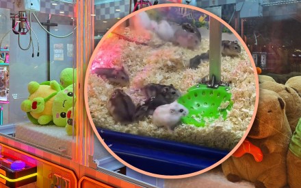 A Chinese game shop has faced a backlash for using live hamsters in a claw machine, resulting in them showing signs of stress. Photo: SCMP composite/Shutterstock/Douyin